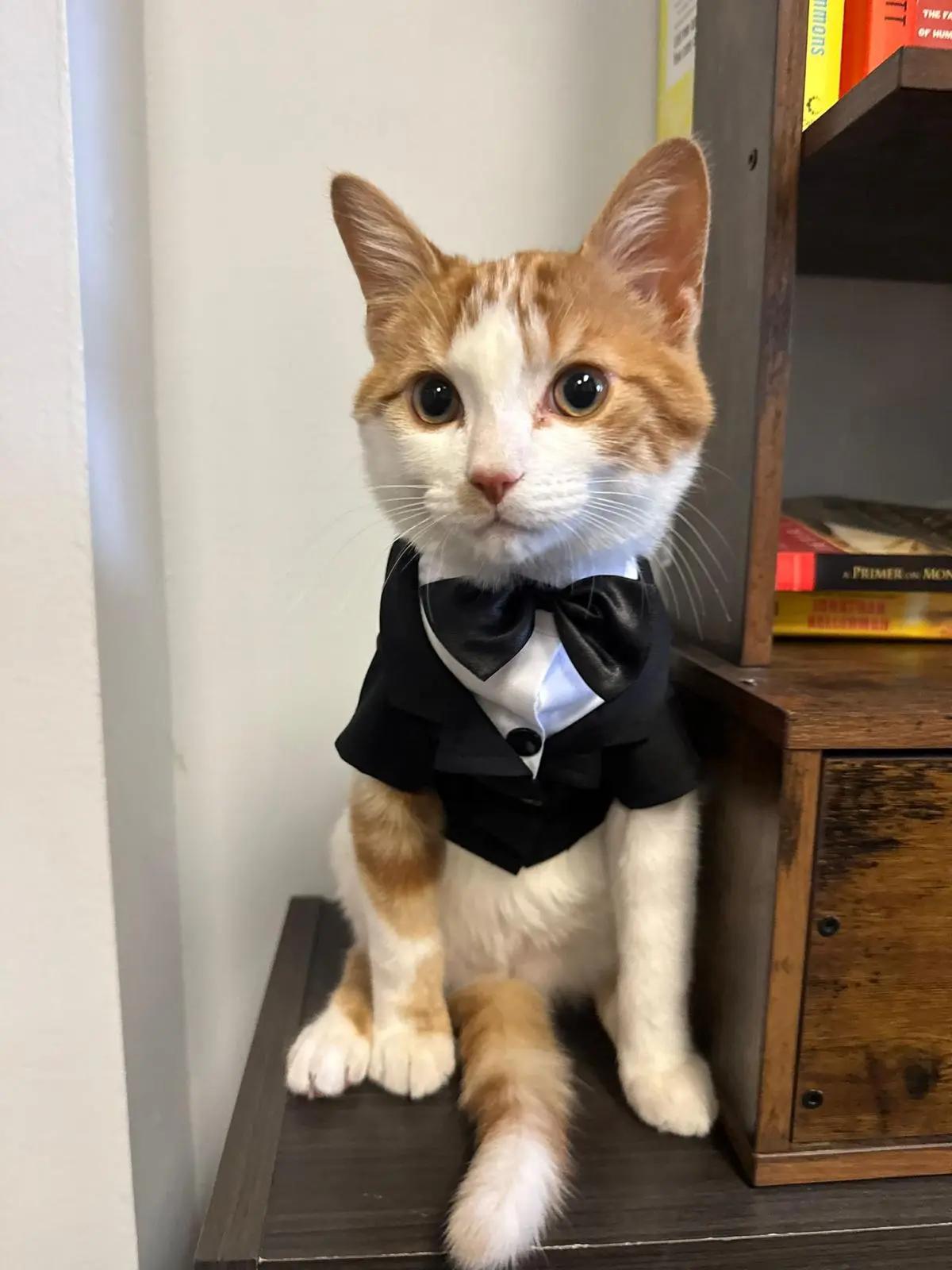 Office Mascot